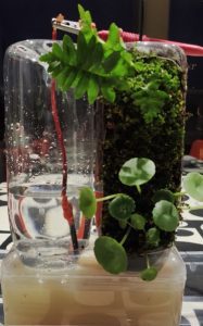 Celda de combustible microbiana